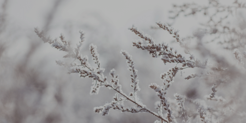 Photo of branches covered in snow