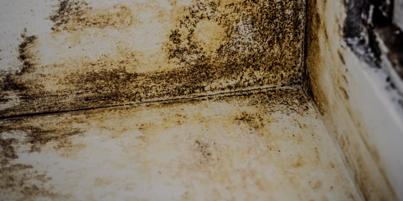 moldy corner in a basement