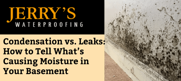 Condensation vs. Leaks: How to Tell What’s Causing Moisture in Your Basement